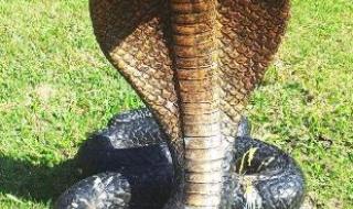 王蛇为什么不怕毒蛇 王蛇为什么不怕毒蛇